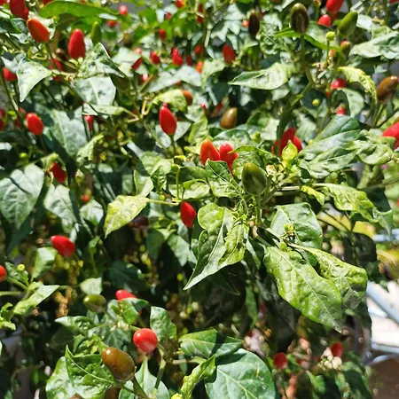 Гостевой дом Zeus 3*