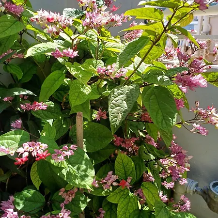 Гостевой дом Zeus