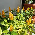 ゲストハウス Zeus 3*