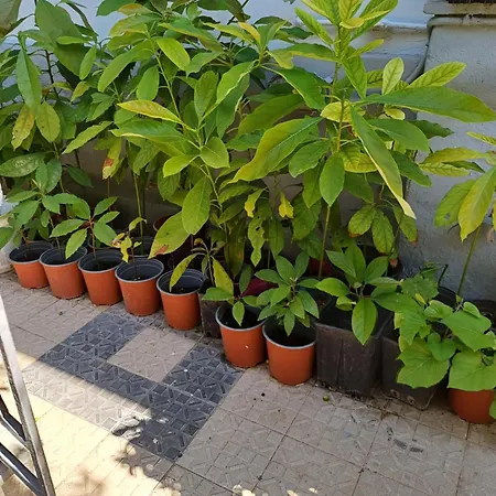 Vendégház Zeus Rhodes City