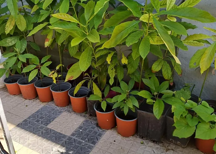 Pensiune Zeus Rhodes City